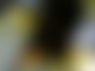 Penguin Species Series #7 - The King Penguin