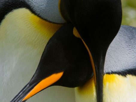 Penguin Species Series #7 - The King Penguin