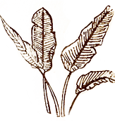impressao bananeira.png