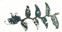 folhagemtrasf.png