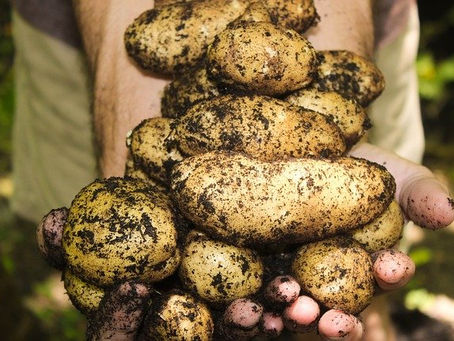 Dirty potatoes make a comeback!
