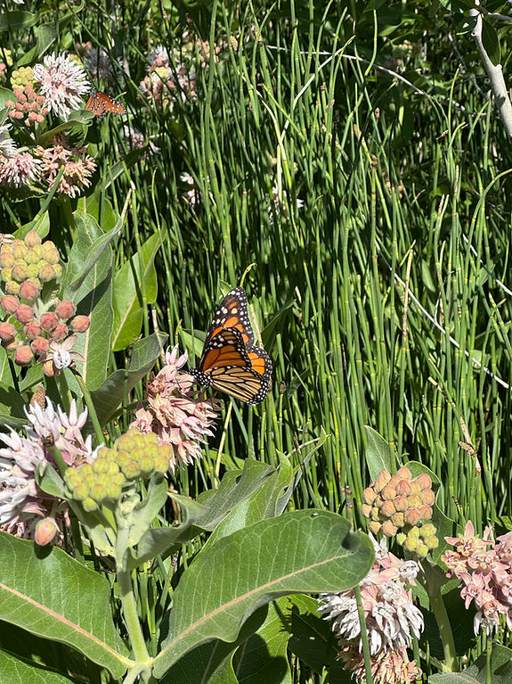 monarch butterfly on milkweed