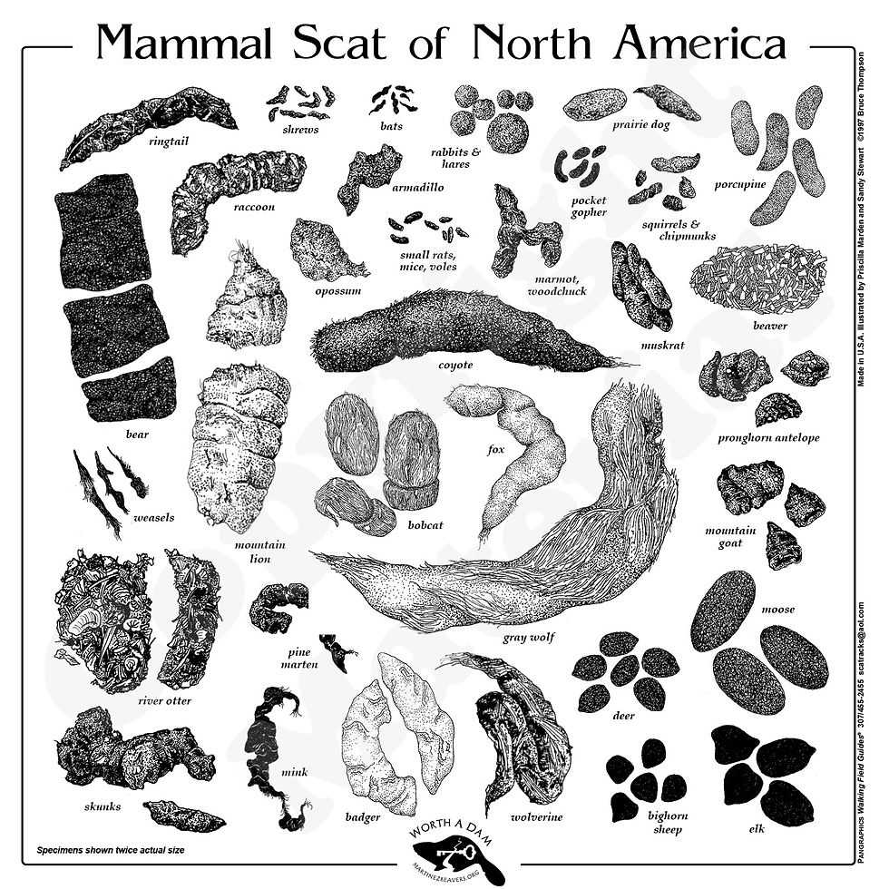 wild animal scat chart