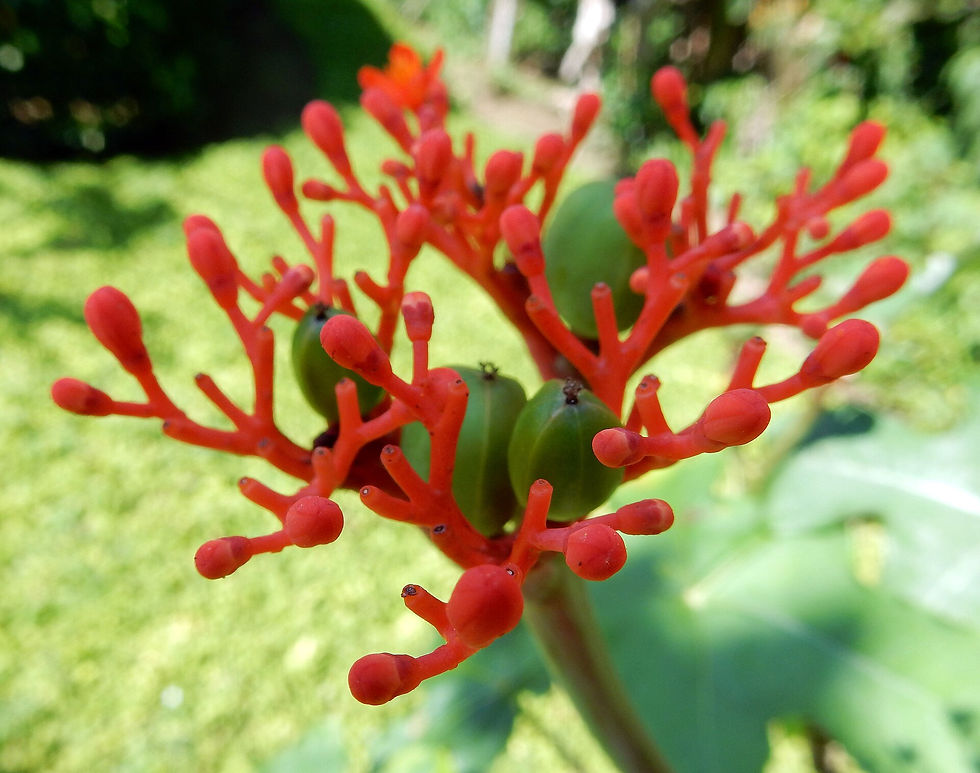 Wild pepper medicinal plant