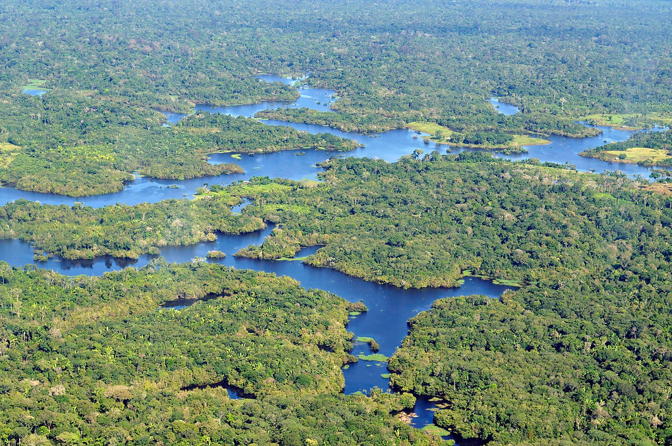 Amazon Rainforest river