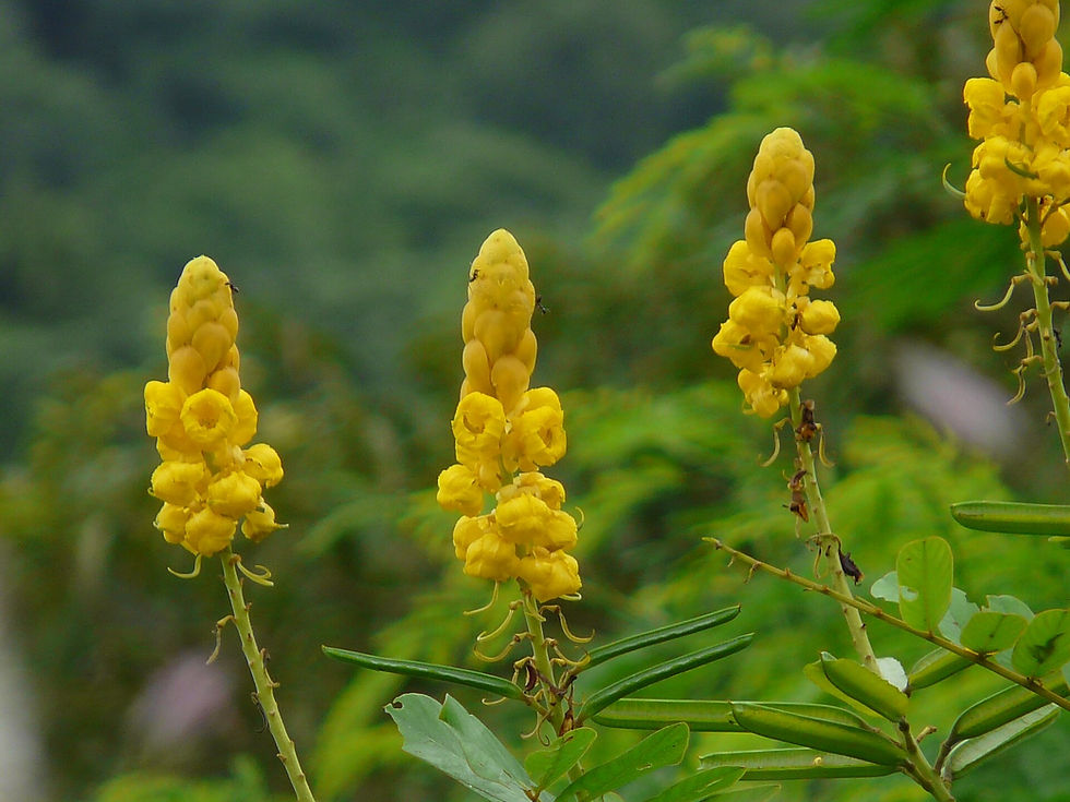 Assai palm medicinal plant