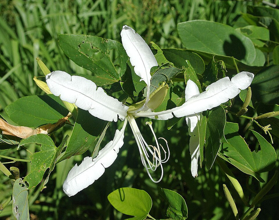 Brazilian Orchid Tree medicinal plant