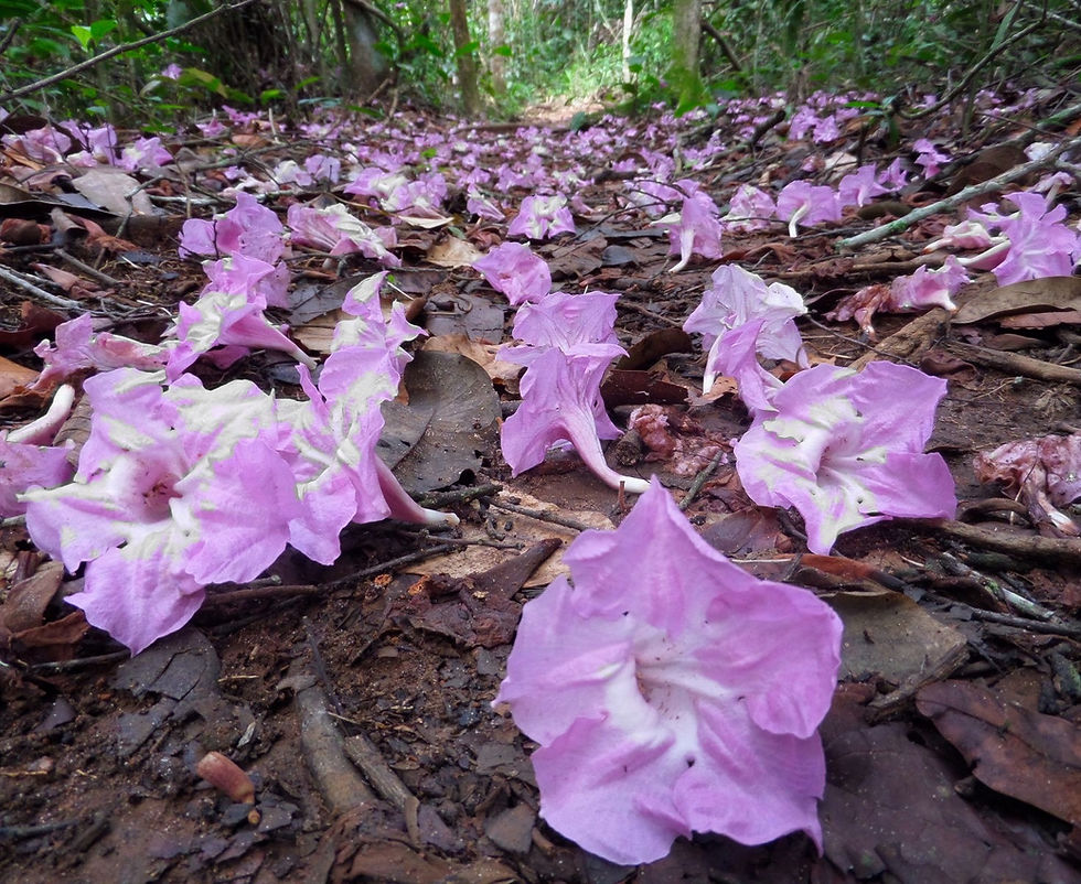 (Tabebuia impetiginosa) Amazonian medicinal plant