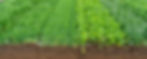 cover crops