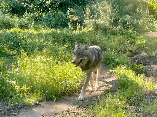 Wolf im Wald