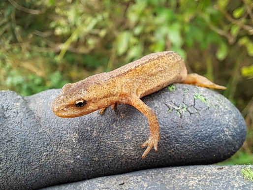 Amphibien auf der Spur, Teil 5