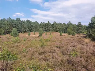 „Natur“, „Wildnis“, „Kultur“ und „Umwelt“