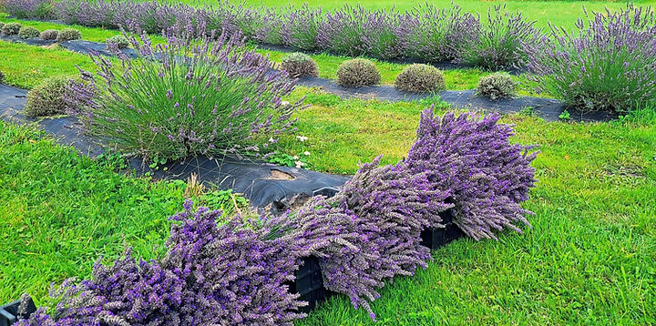 Lavendel beim Sommerschnitt nach der Blüte - Rückschnitt der verblühten Blütenstände zur Förderung eines kompakten, gesunden Wuchses