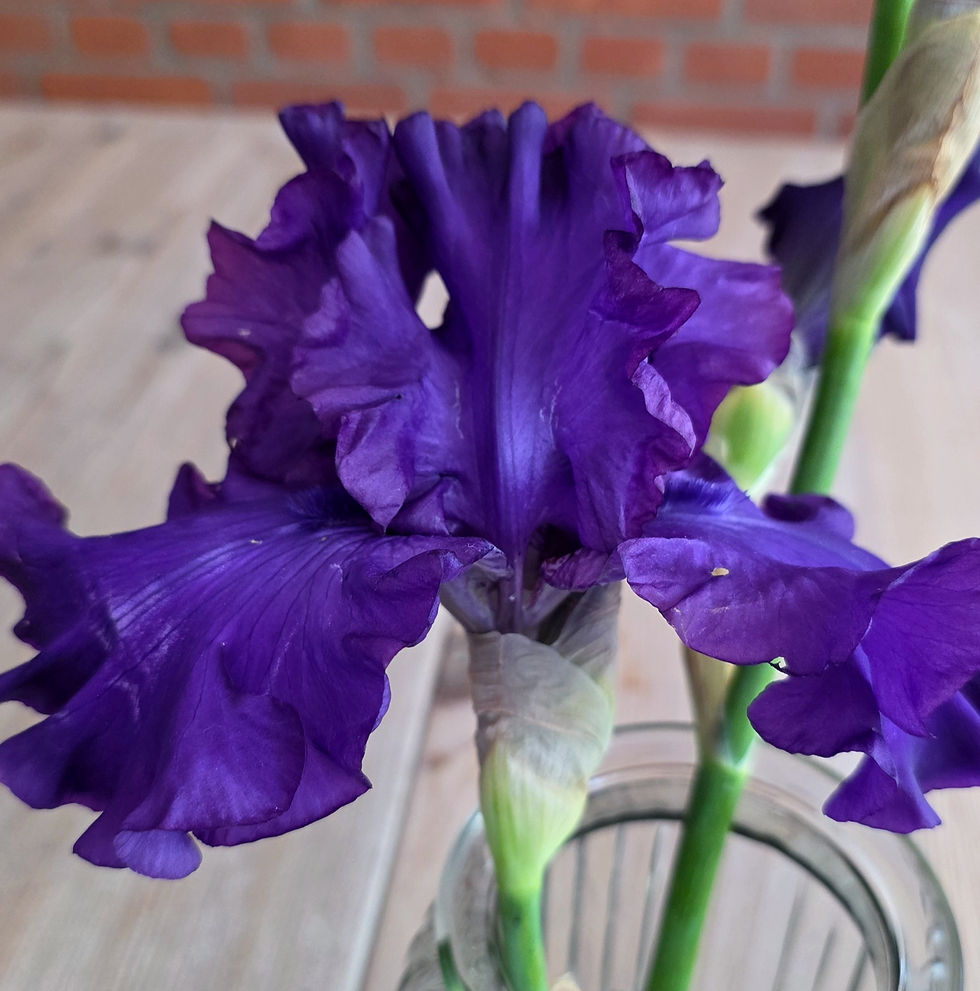 Große dunkelviolette Blüte der Bio-Bart-Iris 'High Stakes'