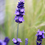 Miniaturbild: Lavandula angustifolia 'Jean Ferrat'