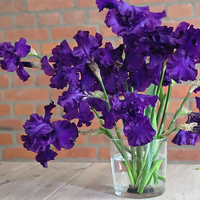 bio-iris-germanica-barbata-eliator-schwertlilien