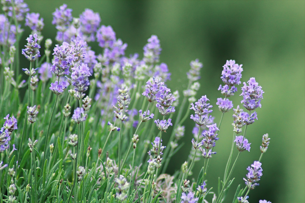 Blühender Bio-Lavendel als naturhafte und bienenfreundliche Grabbepflanzung
