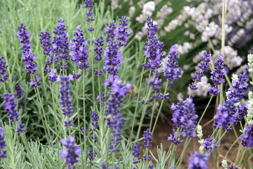 Miniaturbild: BIO Lavandula angustifolia 'Imperial Gem'