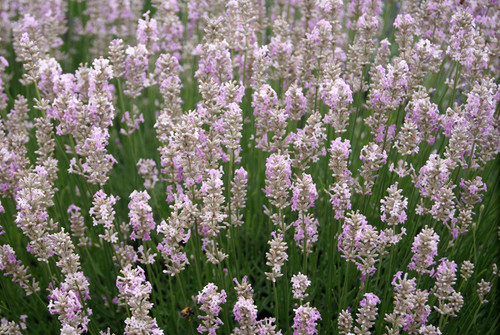 BIO Lavandula angustifolia 'Loddon Pink' | rooftop Lavendelfarm