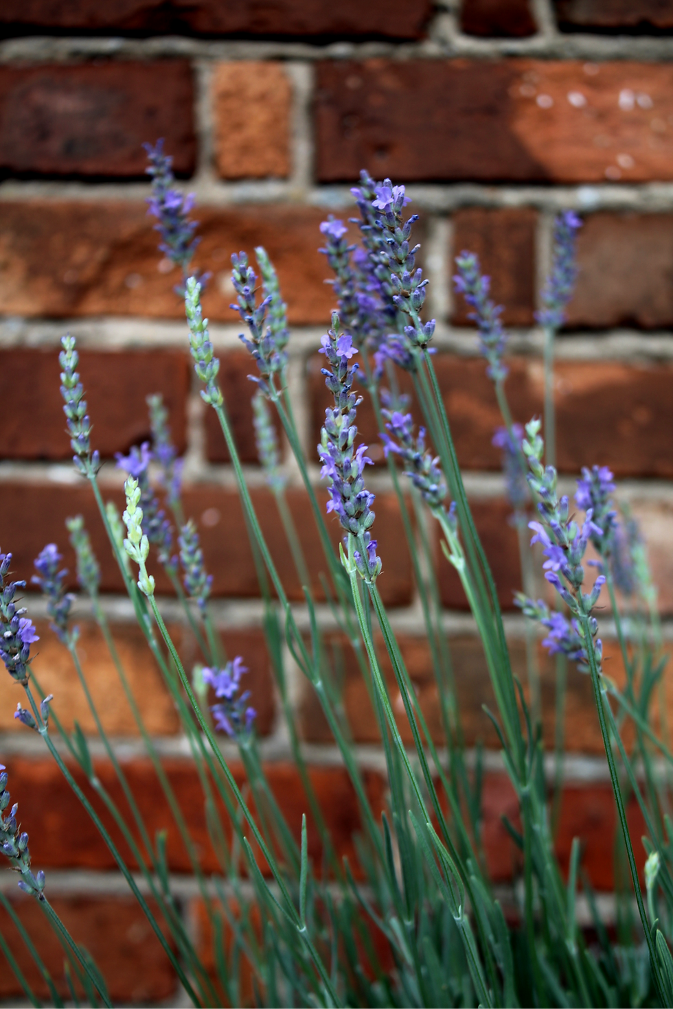 Miniaturbild: BIO Lavandula x intermedia 'Nizza'