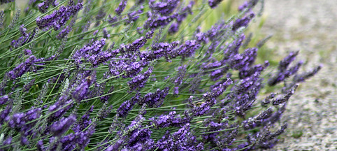 Lila Lavendelblüten blühen üppig in einem Garten am Kiesweg.