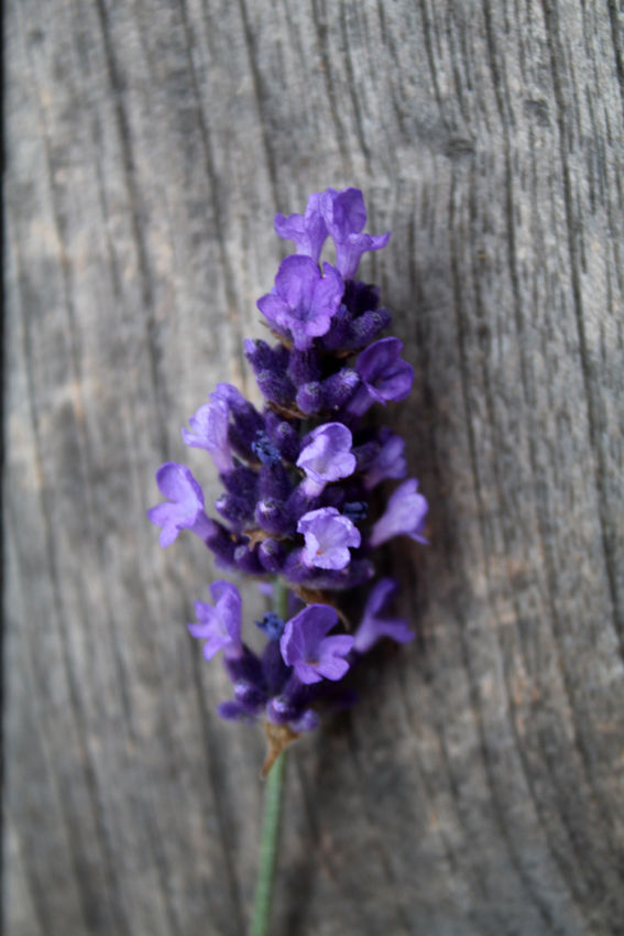 Miniaturbild: BIO Lavandula angustifolia 'Bleu de Gien'