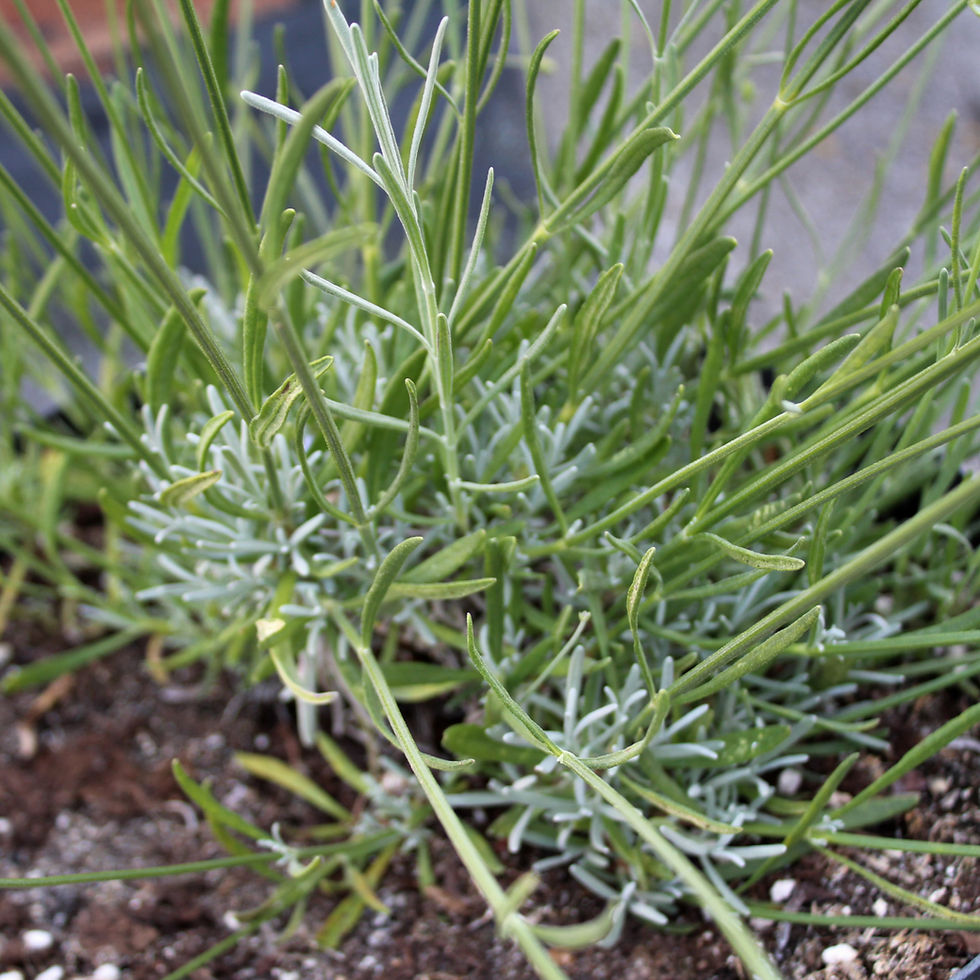 Miniaturbild: Lavandula x intermedia 'Blue Dwarf'