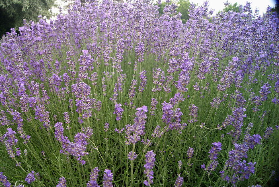 Miniaturbild: Lavandula angustifolia 'Middachten'