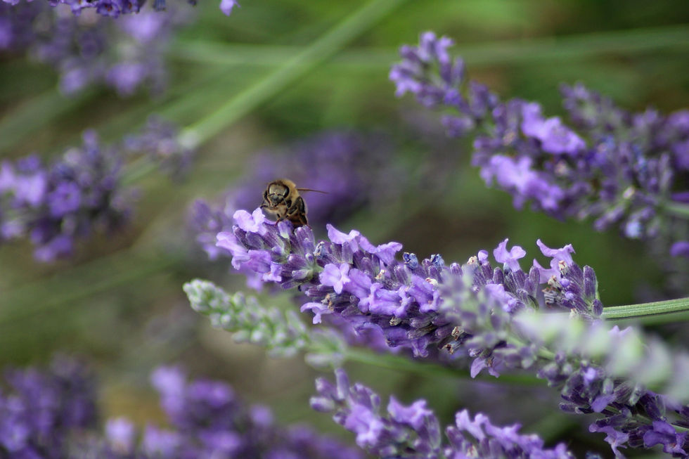 Miniaturbild: BIO Lavandula x intermedia 'Sumian'