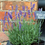 Miniaturbild: BIO Lavandula angustifolia 'Forever Blue'