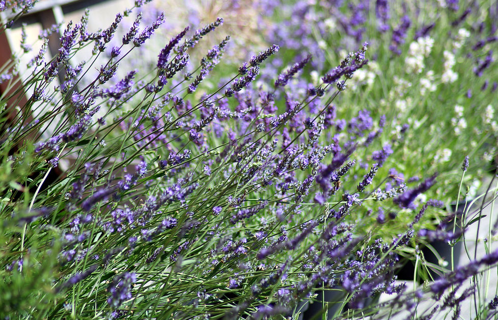 Miniaturbild: BIO Lavandula x intermedia 'Grosso'