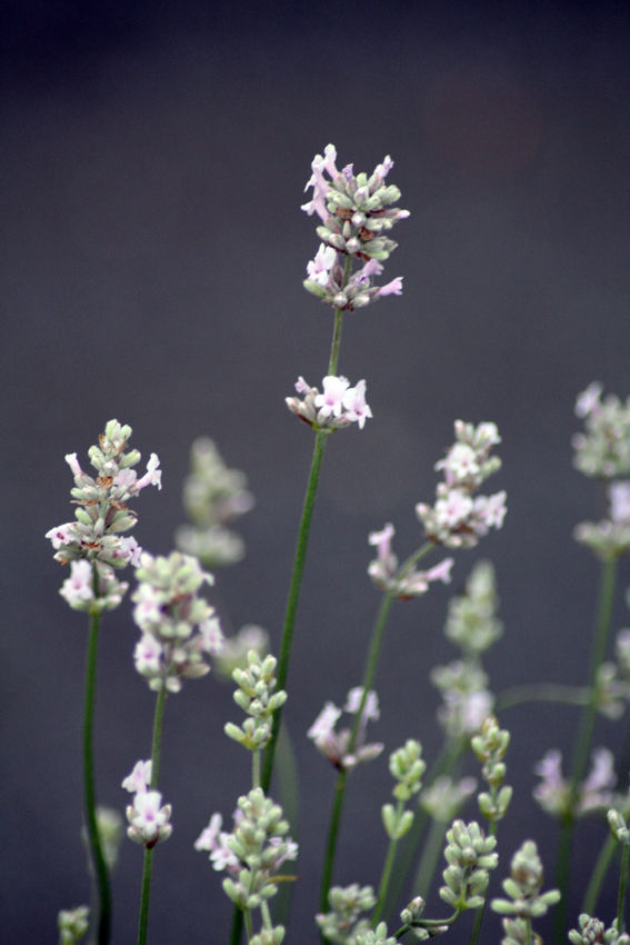 Miniaturbild: BIO Lavandula angustifolia 'Hidcote Pink'