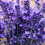 Miniaturbild: BIO Lavandula angustifolia 'Echter Hidcote Blue'