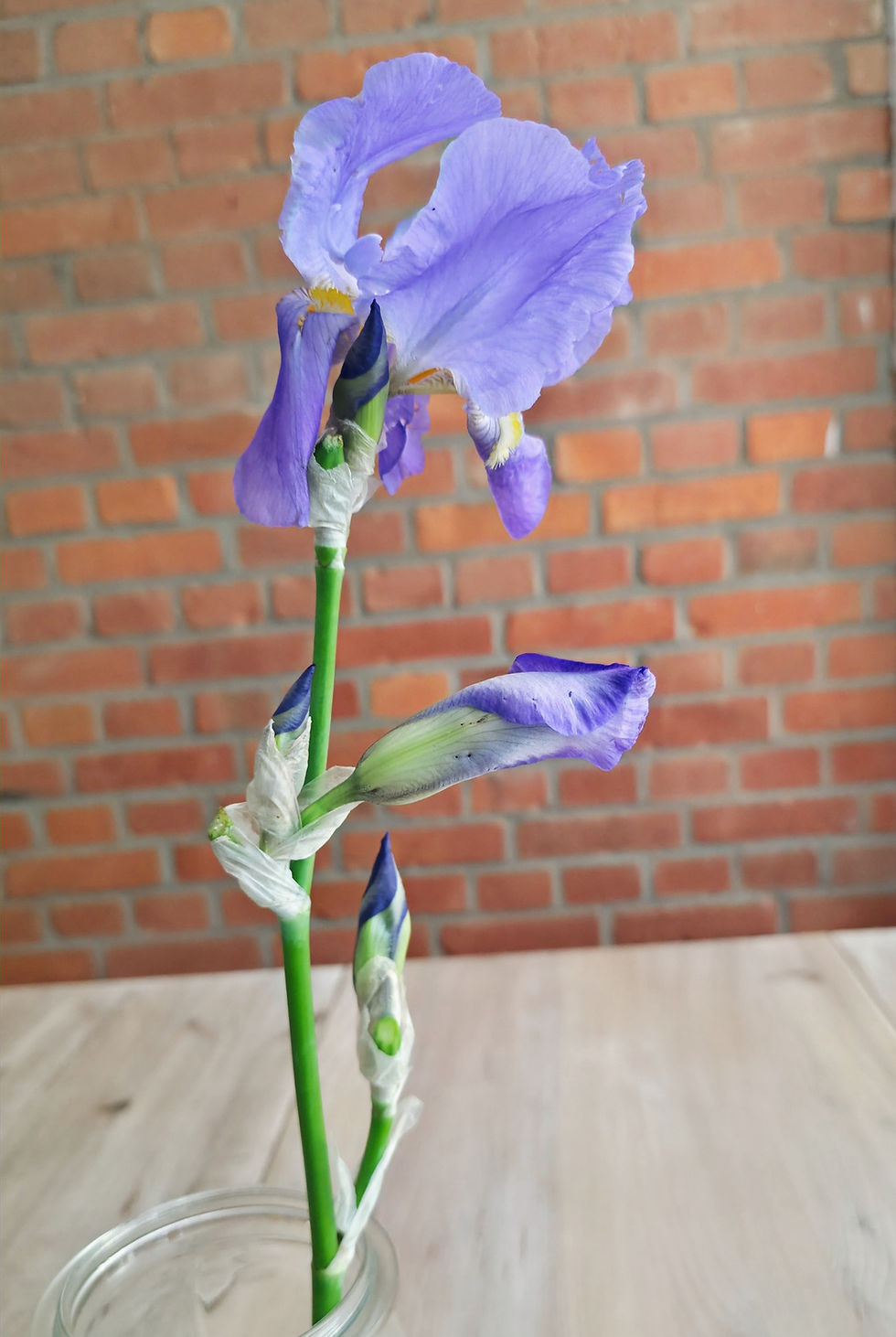 Iris pallida als duftende Schnittblume – hellblaue Bio-Schwertlilie