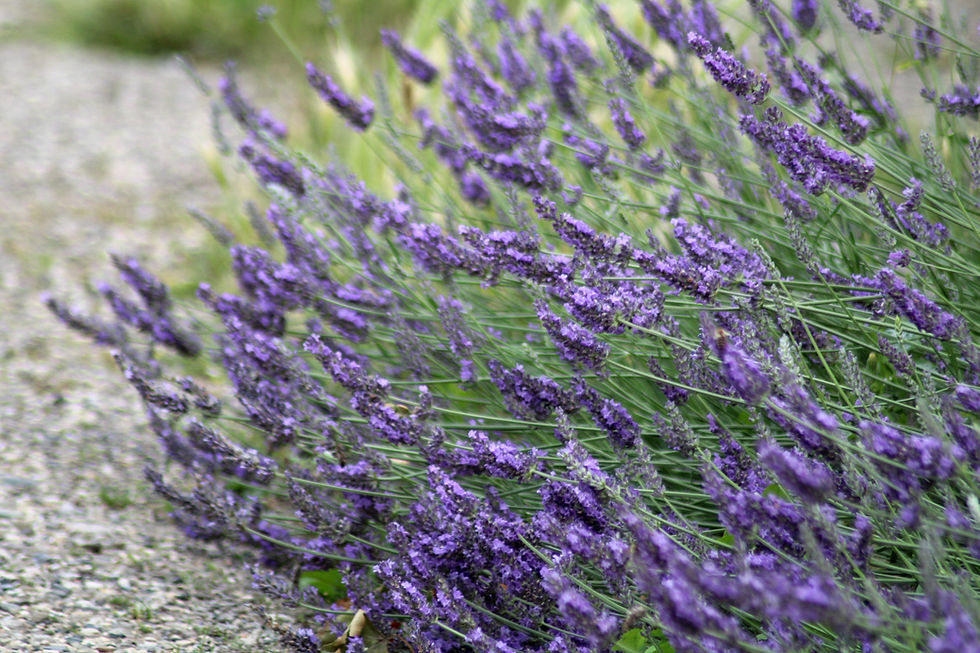 Miniaturbild: BIO Lavandula x intermedia 'Sumian'