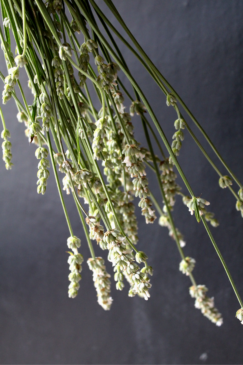 Miniaturbild: BIO Lavandula x intermedia 'Hidcote White'