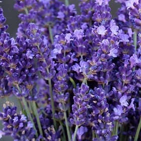 Nahaufnahme bienenfreundlicher Lavendel in voller Blüte