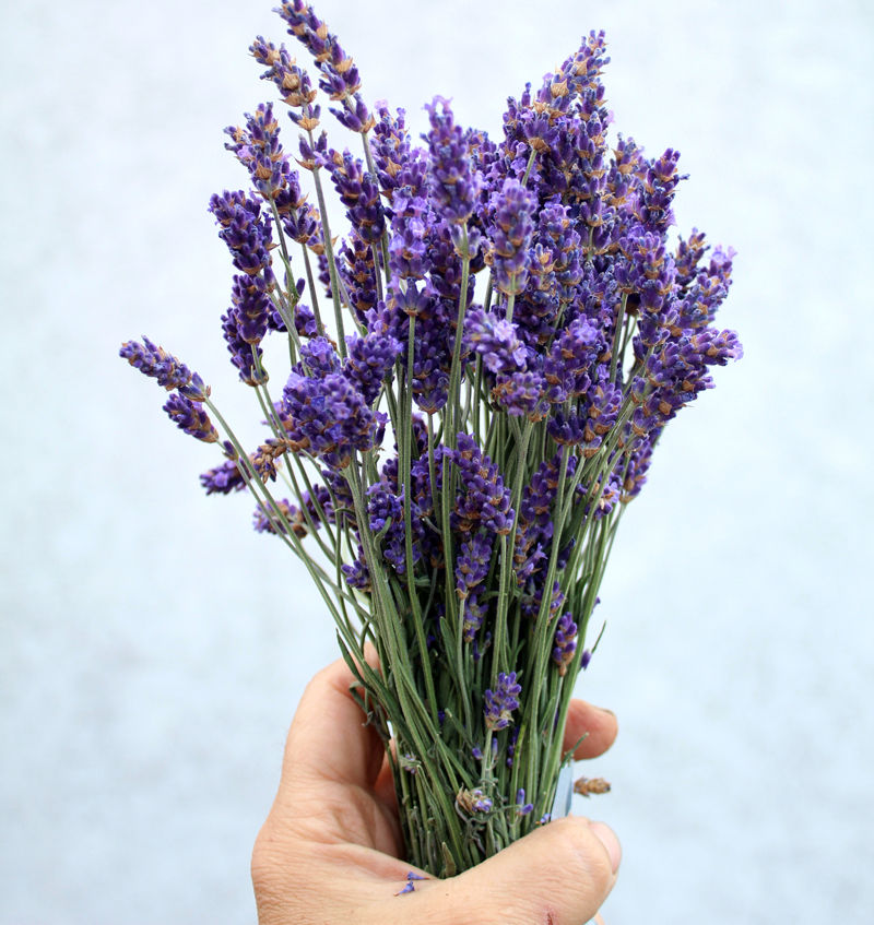 Miniaturbild: BIO Lavandula angustifolia 'Royal Blue'