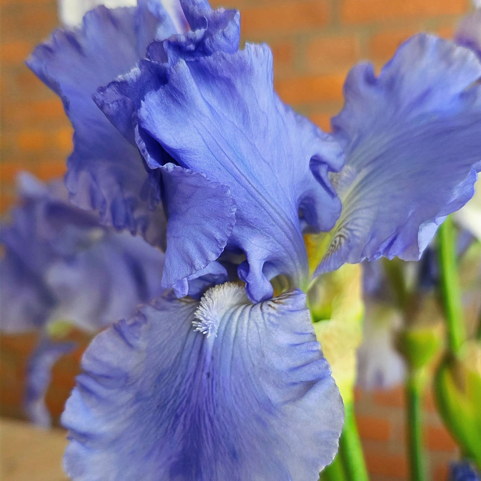 Bio-Iris barbata-elatior 'Horizon Bleu' mit leuchtend himmelblauer Blüte