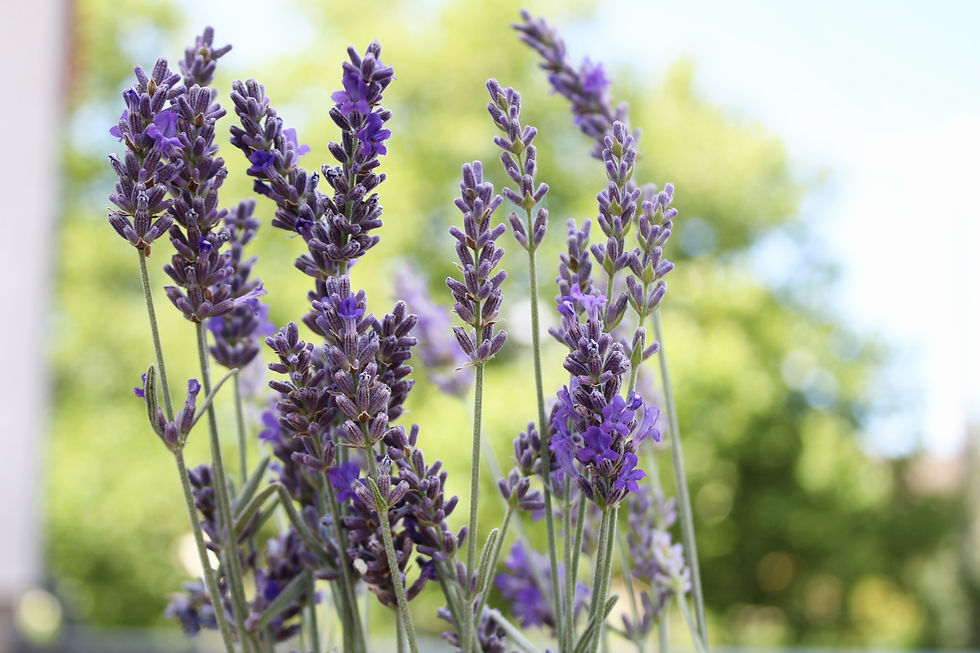 Miniaturbild: BIO Lavandula x chaytorae 'Richard Gray'