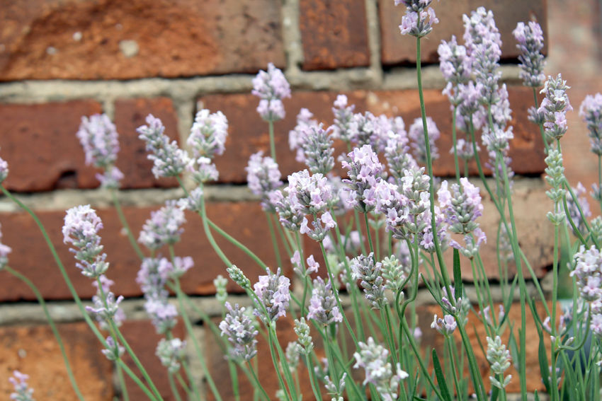 Miniaturbild: BIO Lavandula angustifolia 'Miss Katherine'