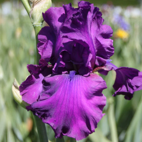 Miniaturbild: Samtig wirkende purpurviolette Blüte der Bio-Bart-Iris 'Sultry Mood'