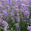 Miniaturbild: Lavandula angustifolia 'Twickel Purple'