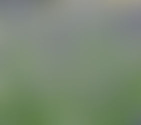 L A V A N D I N - Was ist das eigentlich und wie geht Lavendel schneiden?