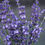 Miniaturbild: BIO Lavandula angustifolia 'Cecilia'