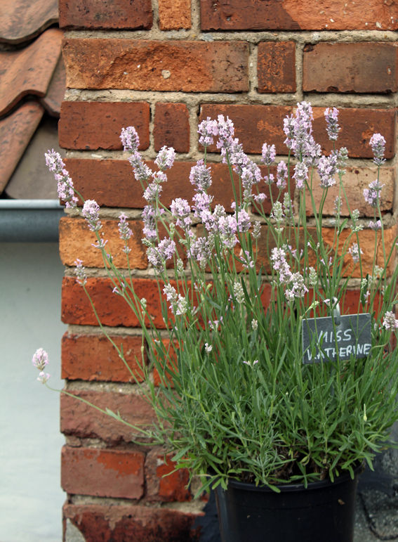 Miniaturbild: BIO Lavandula angustifolia 'Miss Katherine'