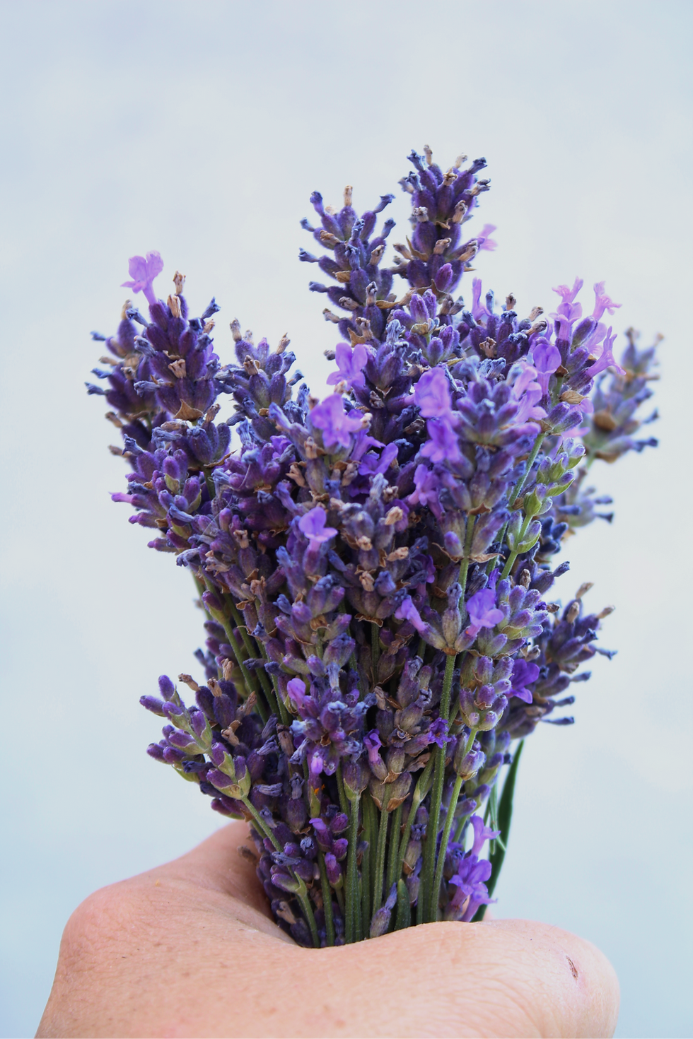 Miniaturbild: BIO Lavandula angustifolia 'Pacific Blue'