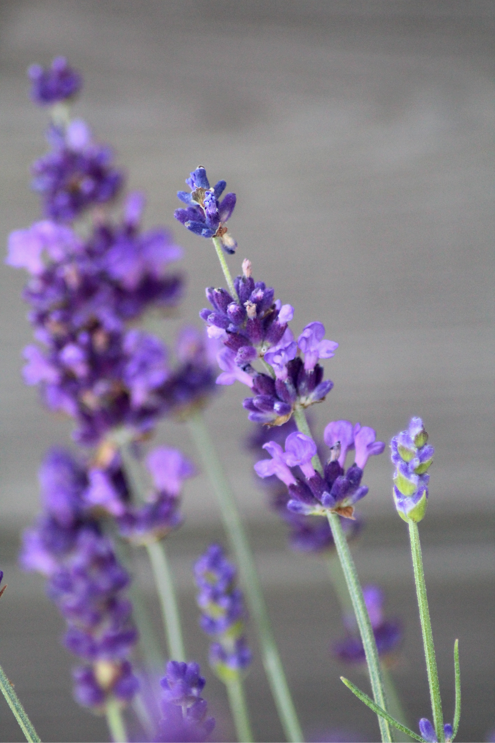 Miniaturbild: BIO Lavandula angustifolia 'Echter Hidcote Blue'