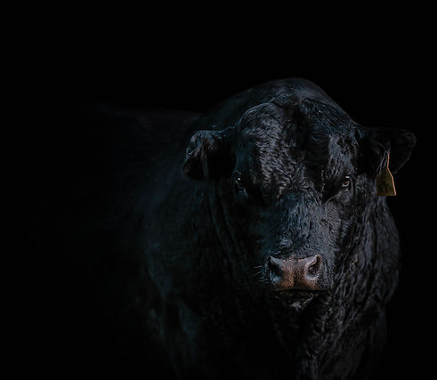 Elise Rutherford Photography-1-2.jpg