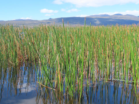Eleocharis sphacelata